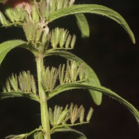 Andrographis echioides (L.) Nees